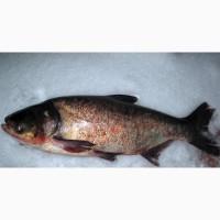 Куплю товстолоб 5+ Куплю товстолоб 10