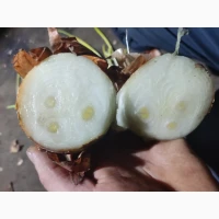 Штутгарт