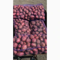 Продаємо товарну картоплю, маємо сорти: Торнадо, Ревєʼра, Колумбо, Скарбниця, Біла Роса