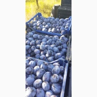 Продам сливу Богатирка