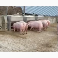 Пробовідбірник грунту з нержвійки з Вашим гравіюванням і без