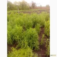 Продам тархун (эстрагон)
