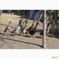 Продам качок яєчної породи індійський бігун