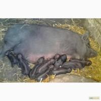 Продам поросята