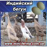 Утиные яйца для инкубации Индийский бегунец