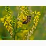 Продам Эхинацею, Мелиссы, Котовник, Донник, фацелию и другие медоносы