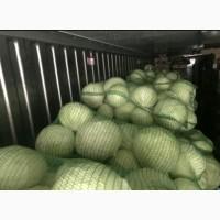Продам капусту сорт Агрессор