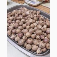 Продам однозубку чеснока сорт Любаша