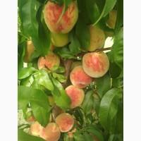 Продам персик