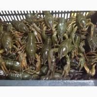 Продам раки