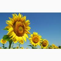 Насіння гібридів соняшнику КАРЛОС 105 2020 року урожаю