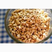 Реализуем Кутю озимую