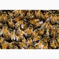 Продам пчелопакеты