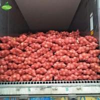 Продам Лук Голиат