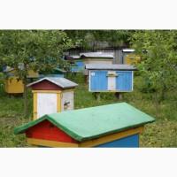 Продам пасіку