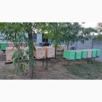 Продам бджолопакети