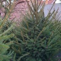 Продажа саженцы. Ёлка, Ель ( обыкновенная ) с комом земли