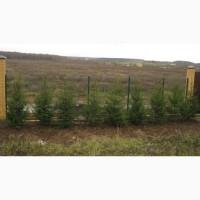 Продажа саженцы. Ёлка, Ель ( обыкновенная ) с комом земли