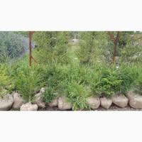 Продажа саженцы. Ёлка, Ель ( обыкновенная ) с комом земли