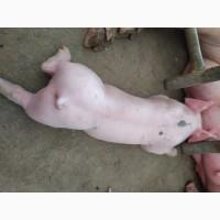 Продаються поросята