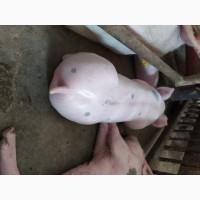 Продаються поросята