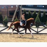 Продажа ‼ Жеребец Рождён в Германии 4 года