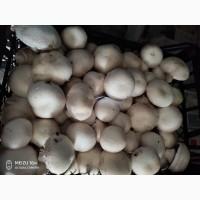 Продам шампиньоны 2го сорта
