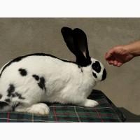 Продам кролицю породи Строкач віком 7 місяців