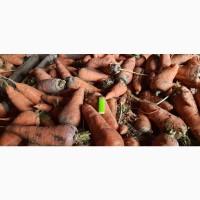 Продаем морковь на переработку или корм животным