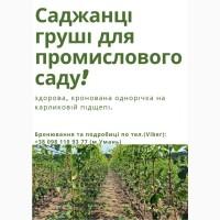 Саженцы груши Ноябрьская, RX