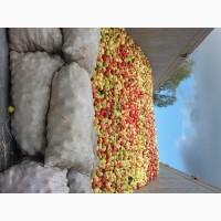 Куплю яблуко на переробку, самовивоз від 24тон