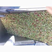 Куплю яблуко на переробку, самовивоз від 24тон