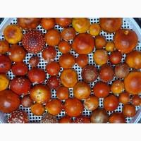 Мухомор сушений якісний капелюшки