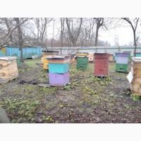 Продам пасіку