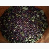 Продам лохину дикорослу