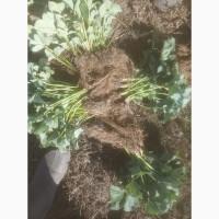 Продам Оптом саджанці ранньої полуниці Румба