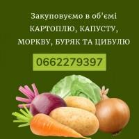 Закуповуємо в об#039;ємі капусту, моркву та буряк