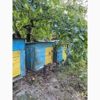 Продаємо бджолосімʼї