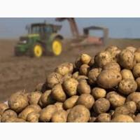 Продам їстівну картоплю на постійній основі!!! Ціна за запитом