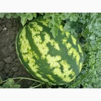 Продам кавун Продюсер, Херсонська обл