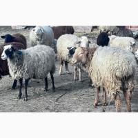 Продам баранчиків та овець. Ціна – 70 грн/кг живої ваги