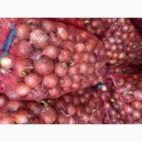 Продам цибулю лук на перо на зелень