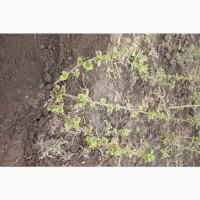 Саженец черной крупноплодной смородины Добрыня ПЛОДОНОСЯЩИЙ ВЗРОСЛЫЙ