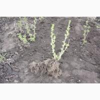 Саженец черной крупноплодной смородины Добрыня ПЛОДОНОСЯЩИЙ ВЗРОСЛЫЙ