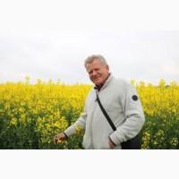 Куплю Ріпак НЕ ГМО-по всій Україні
