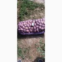 Продам посадкову картоплю Белла Роза і Есмі 25 т