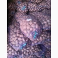 Продам посадкову картоплю Белла Роза і Есмі 25 т