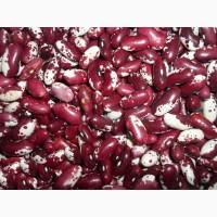 Квасоля на продаж. Відбірні, перевірені сорти