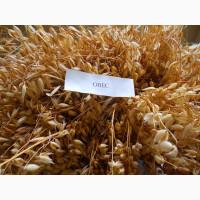 Вівсяне борошно оптом