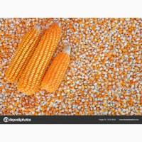 Продам кукурузу на экспорт. От поставщика